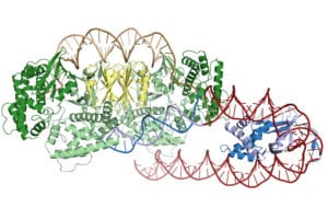 A protein called IHF (blue) creates a sharp turn in the DNA (red helix) upstream of the CRISPR repeat (brown helix), allowing Cas1-Cas2 (green and yellow) to recognize and bind the insertion site.