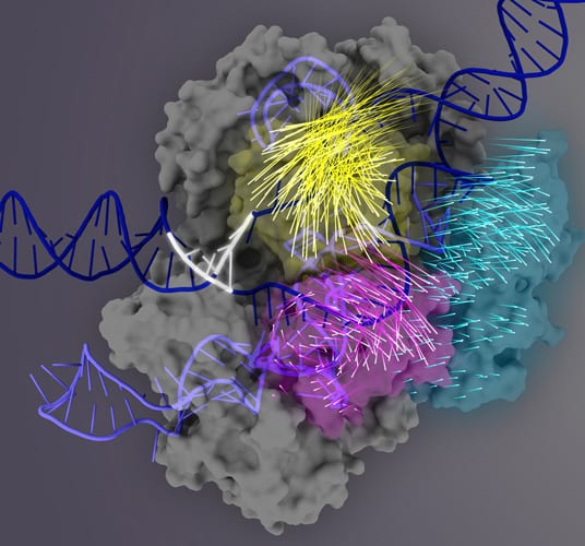 The Cas9 protein (gray) is an RNA-guided nuclease that can be programmed to bind and cut any matching DNA sequence (dark blue double helix), making it a powerful tool for genome engineering.