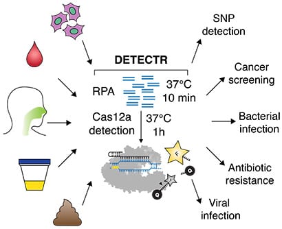 The new DETECTR system based on CRISPR-Cas12a