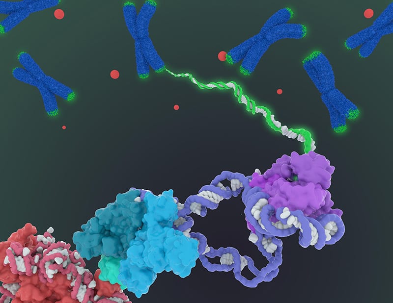 The first architectural visualization of human telomerase