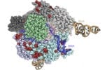 Cas9 molecule – the scissors of the CRISPR-Cas9 system – modified so that it is inactive until an enzyme snips a short protein segment. This ‘on’ switch allows researchers to turn on CRISPR in select cells only.