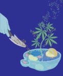 Researchers feed sugar to genetically engineered yeast and get out THC, CBD and other cannabinoids normally produced only by marijuana plants. (Graphic by Amy Cao)