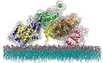 The atomic structure of the SOS protein, a cell messaging molecule that uses a unique timing mechanism to regulate activation of a critical immune system pathway. (Credit: Steven Alvarez/Berkeley Lab)