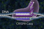 Graphic showing a Cas9 protein homing in on a specific DNA sequence prior to making a precise cut in the gene.