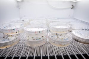 Petri dishes in lab
