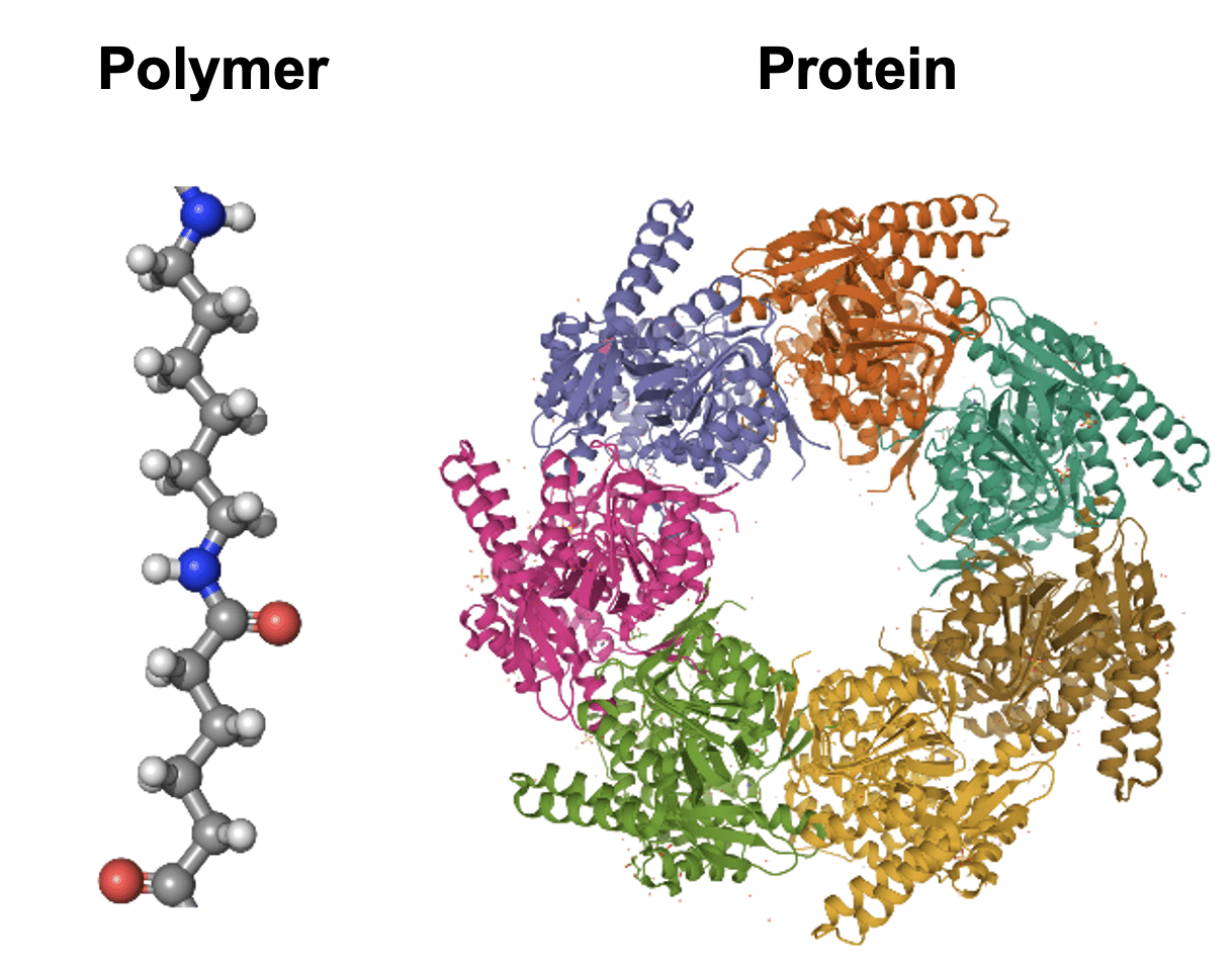 Белки биологические полимеры мономерами. Белки полимеры. 3д модель GFP Protein. 3д модель GFP Protein красивая.