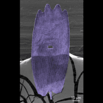 HIM image of Ga-milled scale from J. coenia butterfly wing (Patel Lab, UC Berkeley)