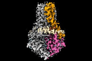 Structure of the SARS-CoV-2 protein