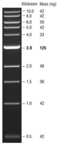 Ten lines on a black gel of different sizes represent different sized DNA fragments. Size of DNA fragment for each band from top to bottom in kilobases: 10.0, 8.0, 6.0, 5.0, 4.0, 3.0, 2.0, 1.5, 1.0, 0.5. Mass of each band in nanograms from top to bottom: 42, 42, 50, 42, 33, 125, 48, 36, 42, 42. 