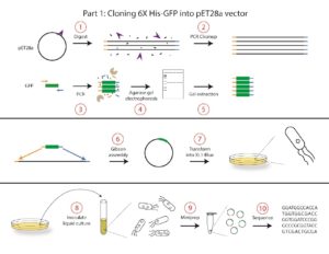 A flowchart illustrates the ten-step process of part 1 of the cloning of 6X His-GFP into the pET28b vector. Step one involves the digestion of a black circle representing plasmid DNA into linear lines of DNA by an enzyme. Step two involves the cleanup of the DNA by PCR cleanup that removes the enzyme. Step three involves the amplification of the DNA for GFP by PCR using primers and DNA polymerase. Step four involves using an agarose gel to separate the PCR product from other pieces of DNA by size. Step five involves extracting the piece of DNA for our GFP PCR product from the gel by gel extraction. Step six involves ligating the GFP PCR product into the pET28b vector using Gibson Assembly. Step seven involves transforming competent XL-1 BLU E. coli with the product of the Gibson Assembly and plating on an agarose plate. Step eight involves picking a colony of the transformation plate and inoculating it into liquid culture. Step nine involves isolating and purifying the plasmid DNA from the transformed bacteria using a miniprep. Step ten involves sequencing the purified plasmid to check for errors.