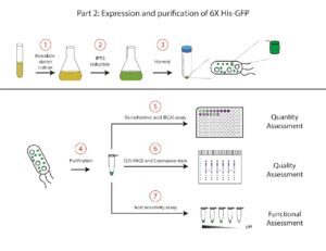 A flowchart illustrates the seven-step process of part 2 of the expression and purification of 6x His-GFP. Step one involves inoculation of a starter liquid culture of E. coli containing the pET28b-GFP plasmid. Step two involves inducing expression of the 6X His-GFP protein by adding IPTG. Step three involves harvesting the bacteria in a 50mL conical tube. Step four involves purifying the 6X His-GFP protein from the bacteria for use in steps five, six, and seven. Step five involves assessing the quantity of purified GFP protein using a bicinchoninic acid (BCA) assay. Step six involves assessing the quality of the purified GFP protein by SDS-PAGE and Coomassie staining. Step seven involves a functional assessment of the purified GFP by testing GFP fluorescence at different pH values using an acid sensitivity assay.
