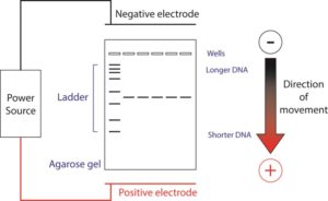 A diagram illustrates agarose gel to understand how DNA fragments migrate from the negative electrode to the positive electrode. A box depicts this process with the words "negative electrode" at the top, "Positive electrode" at the bottom with a connected box that reads "power source." A red arrow points to the direction of movement from negative to positive with the inside of the box labeled from top to bottom as "wells," "ladder,"' and "agarose gel.