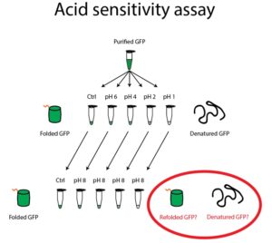 A diagram labelled “Acid sensitivity assay” at the top. Underneath, a green tube labeled “Purified GFP” with five black arrows pointing down to five green-yellow tubes labeled “Ctrl”, “pH 6”, “pH 4”, “pH 2”, “pH 1” from left to right. To the left of the tubes is a green barrel with a yellow tail labeled “Folded GFP” and to the right of the tubes is a black squiggly line labeled “Denatured GFP”. Each tube has a black line pointing down to another green-yellow tube, and tubes are labeled “Ctrl”, “pH 8”, “pH 8”, “pH 8”, “pH 8”. To the left of the tubes is a green barrel with a yellow tail labeled “Folded GFP” and to the right of the tubes is a red oval containing a green barrel with a yellow tail labeled “Folded GFP?” and a black squiggly line labeled “Denatured GFP?”.