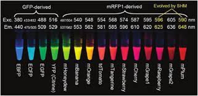 Tubes containing different color fluorescent proteins in blue, green, yellow, orange, and red.