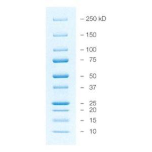 Ten blue lines of different sizes on a light blue gel. Bands are labeled from top to bottom as "250 kD", "150", "100", "75", "50", "37", "25", "20", "15", "10". Lines labeled 75, 50, and 25 are darker and bolder than the others.