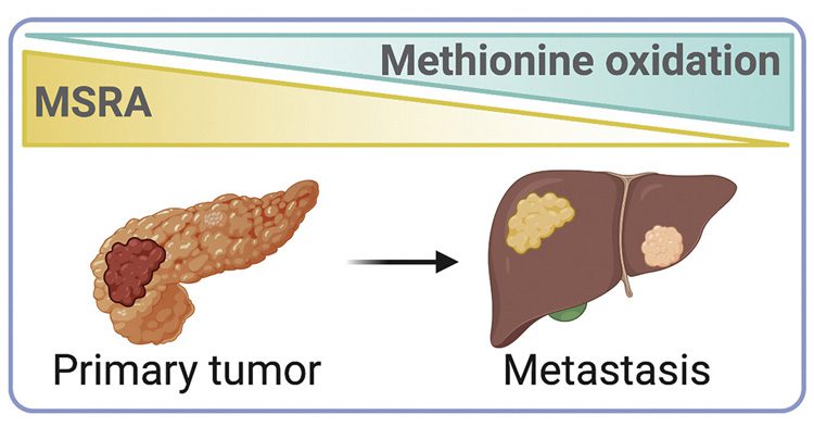 Cartoon graphic showing a pink primary tumor on one side and a tumor that has undergone metastasis on the right side