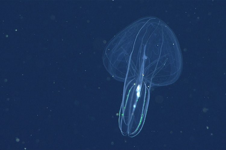 A comb jelly with a bulbous body and a number of trailing tentacles. 