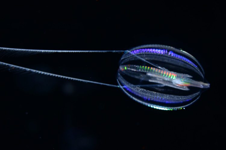 A close-up view of a comb jelly, a small round marine animal with cilia that refract rainbows and two long trailing tentacles. 