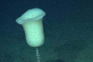 A white tulip-shaped sea sponge on the ocean floor. 