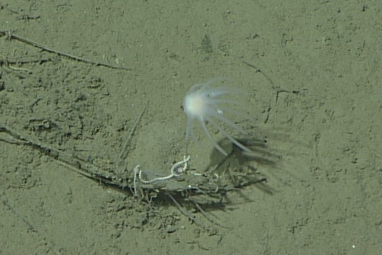 A deep-sea sponge with multiple trailing flagella shows up transparent and white against a grey ocean floor. 