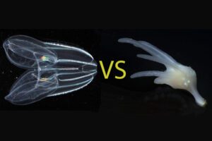 A black field with a ctenophore on the left side and a marine sponge on the right side with the word Versus in the middle.