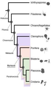 A phylogenetic tree showing Cnidaria at the bottom. 