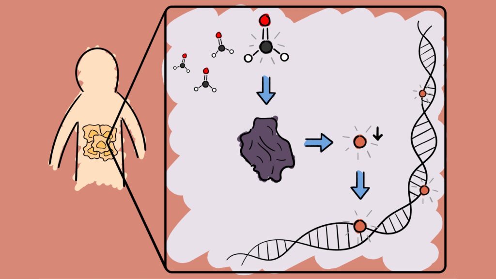 A cartoon showing In the body, the small molecule formaldehyde inhibits an enzyme that makes methyl groups (red) that are added to DNA.