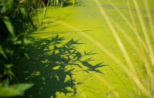 The shadows of water plants are seen against water covered in bright green algae.
