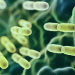 Abstract Lactobacillus Bulgaricus Bacteria