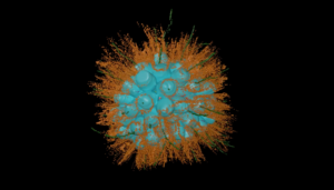 A 3D reconstruction of a spherical colony of 70 choanoflagellates from the newly-named species Barroeca monosierra discovered in Mono Lake.