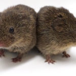 Cuddling prairie voles (Microtus ochrogaster). Image courtesy of the Beery Lab at UC Berkeley.