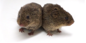 Cuddling prairie voles (Microtus ochrogaster). Image courtesy of the Beery Lab at UC Berkeley.