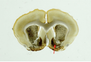 Brain slice with acetylcholinesterase staining to show the anatomical position of the nucleus accumbens (red arrow), a critical region for oxytocin signaling and pair bond formation where carbon nanotube imaging experiments are conducted. Image courtesy of the Beery lab at UC Berkeley.